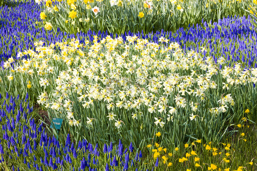 Keukenhof花园 荷兰里塞蓝色背景表面公园白色花朵水仙植被外观花园图片