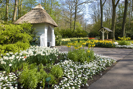 库格公园Keukenhof花园 荷兰里塞避暑荣耀植物公园植物群植物学外观水仙世界水仙花背景