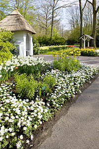 库格公园Keukenhof花园 荷兰里塞水仙花园别墅季节植物群公园位置避暑花朵外观背景