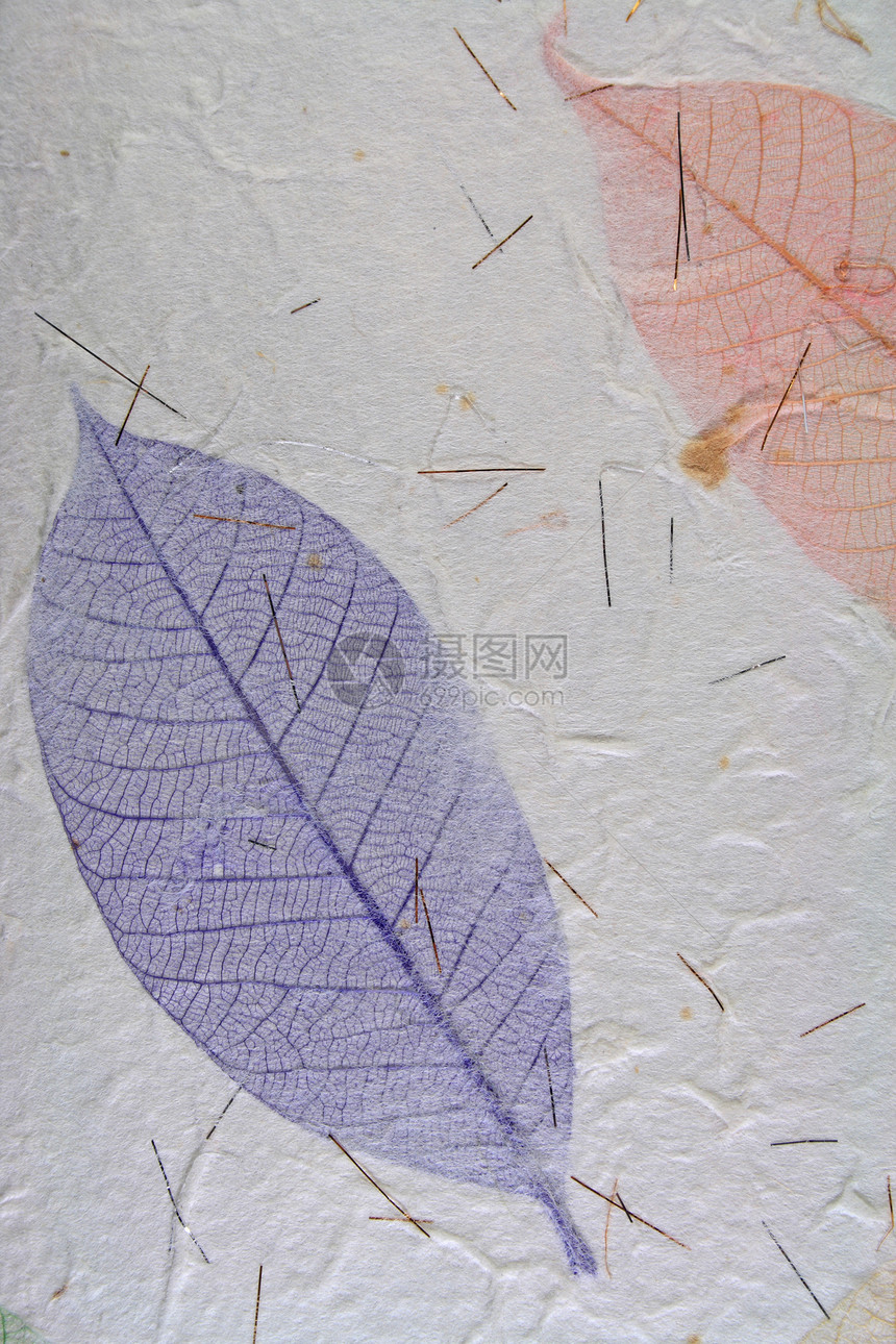 有叶子的纸张苦恼荒野娘娘腔风化植物地球手工羊皮纸树叶杂志图片