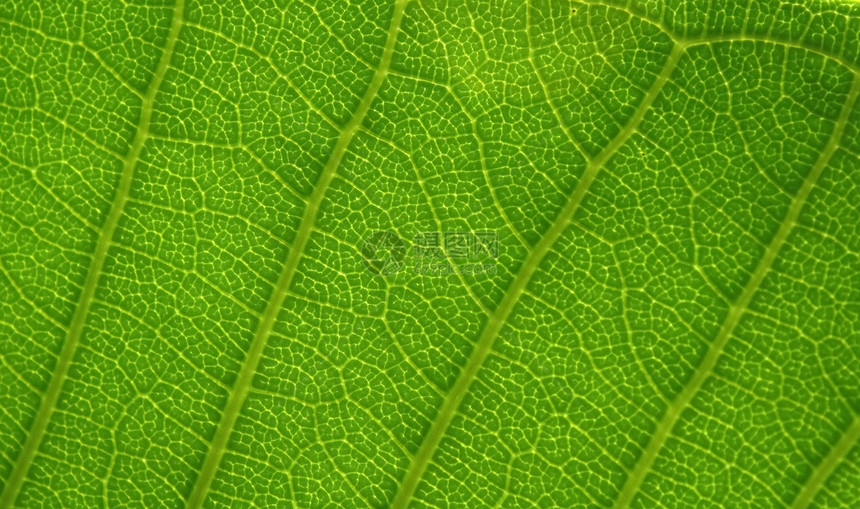 叶子生活生态季节静脉植物植物群脊柱绿色植物光合作用植物学图片