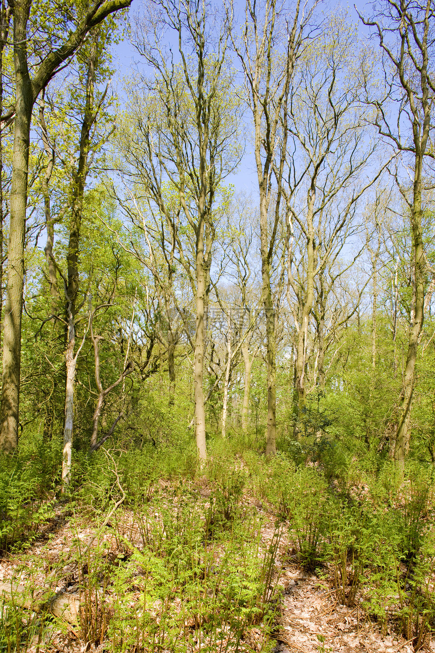 荷兰弗里斯兰米恩斯附近的森林绿色植被木头植物树木位置植物群外观世界图片