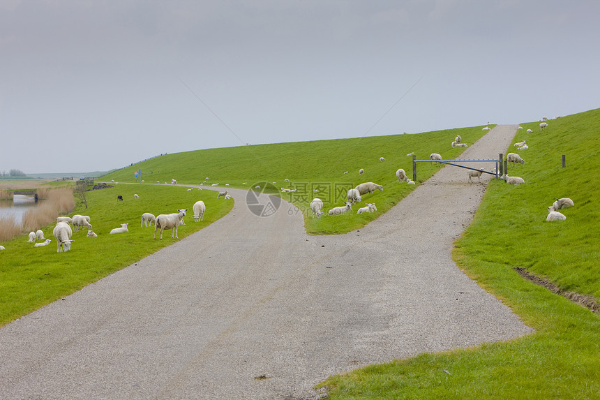 荷兰弗赖斯兰家畜农村农业外观生产哺乳动物草地绵羊羊群动物群图片