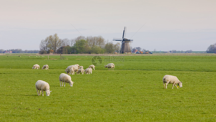 荷兰弗里斯兰Marrum附近的风车和绵羊图片