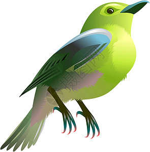黄黄的 青绿的鸟背景图片