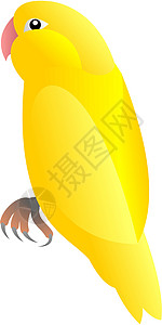 黄黄鸟背景图片