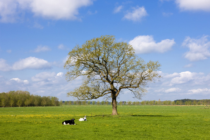 荷兰 Overijssel植被树木国家农村生长植物群外观植物风景孤独图片