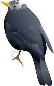白头黑鸟设计图片