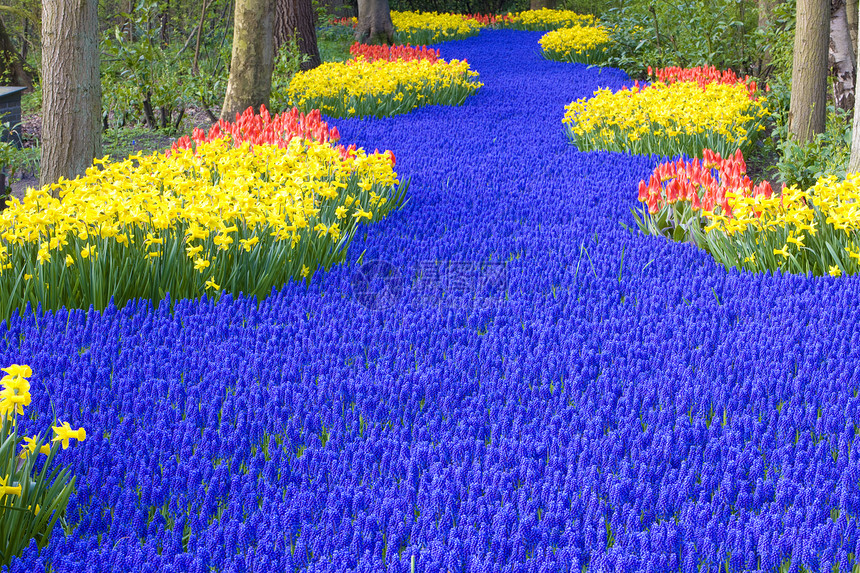 Keukenhof花园 荷兰里塞配菜利瑟蓝色外观花朵郁金香园艺背景植物公园图片