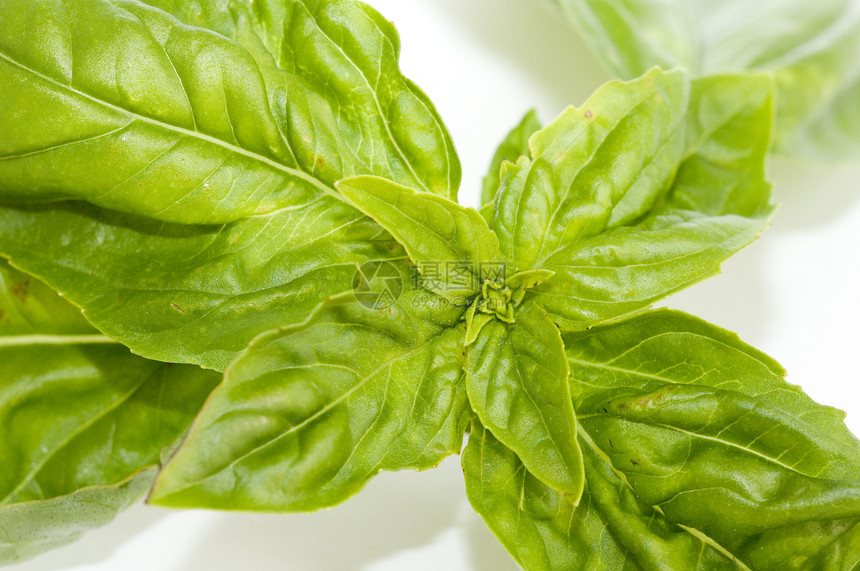 巴西尔白色健康唇形科香料叶子草本食物草本植物植物绿色图片