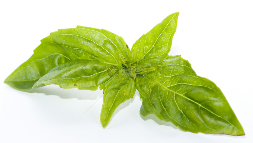 巴西尔叶子白色唇形科绿色健康草本食物植物香料草本植物图片