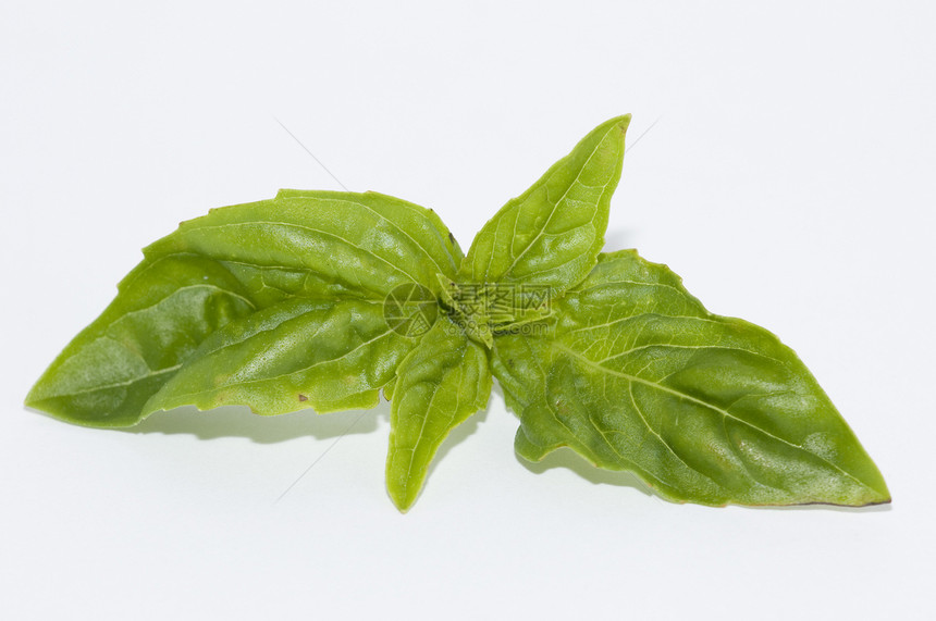 巴西尔健康叶子白色食物草本植物唇形科植物绿色香料草本图片