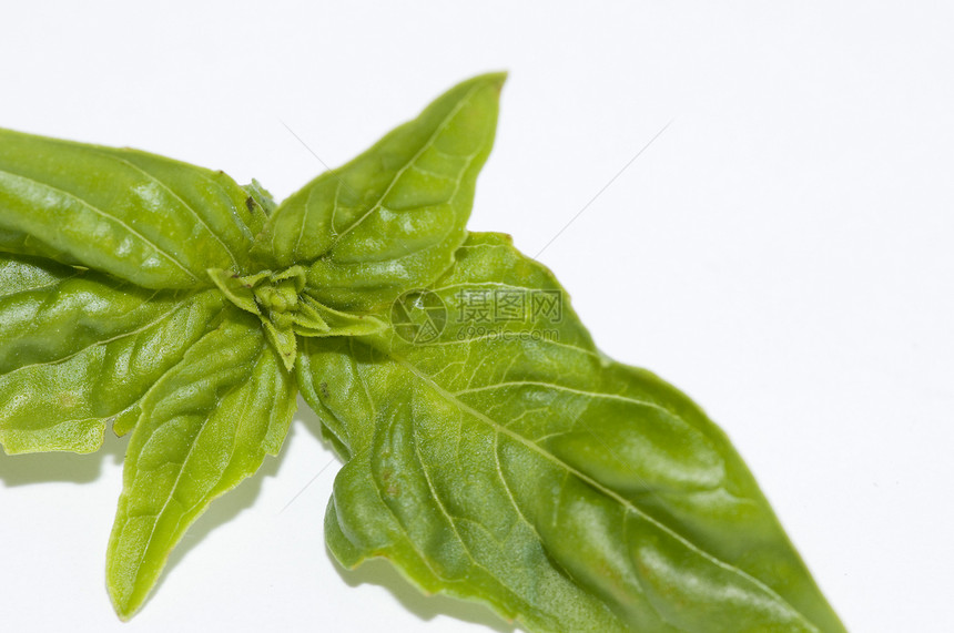 巴西尔叶子香料草本植物健康植物绿色唇形科草本白色食物图片