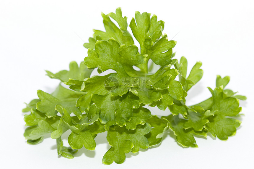 帕斯利绿色健康香料草本香菜叶子草本植物植物食物白色图片