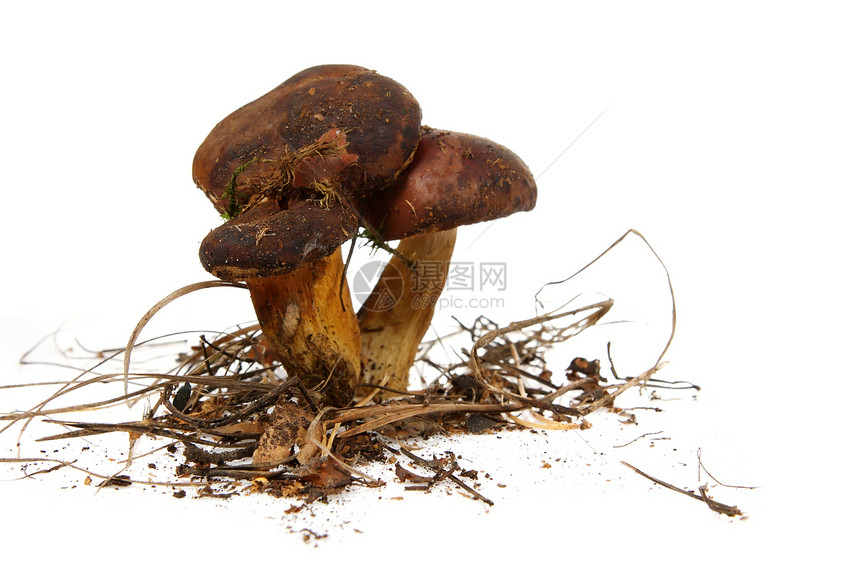 波兰蘑菇健康饮食文化棕色植物生长季节荒野食用菌蔬菜雨后春笋图片