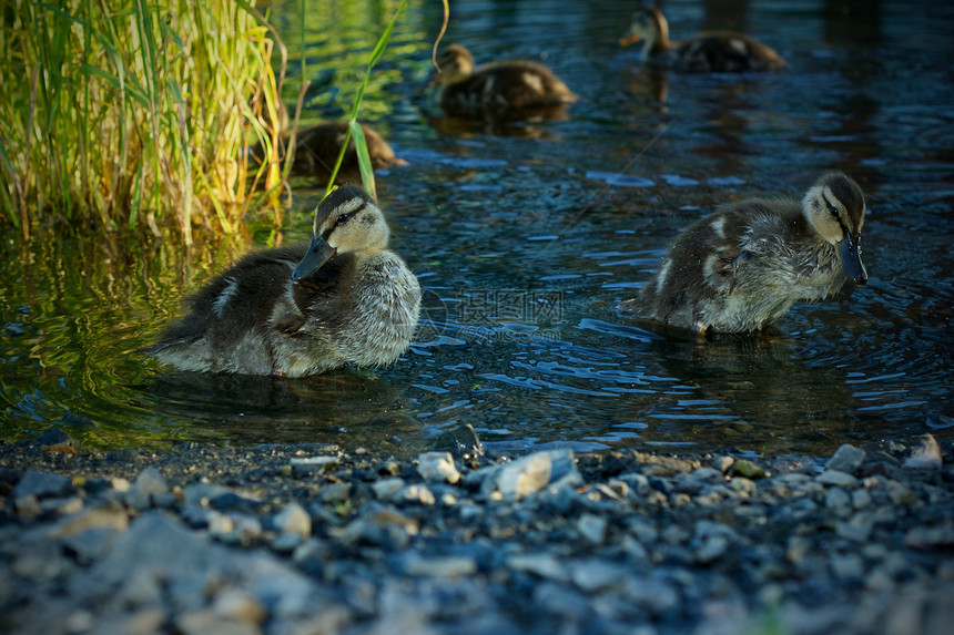 在池塘中鸭子小鸭子海滩支撑野生动物湿地马夫图片