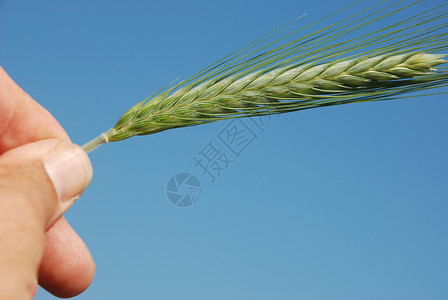 大麦的一个字段耳朵生长农场谷物收成农业灌浆粮食植物绿色背景图片