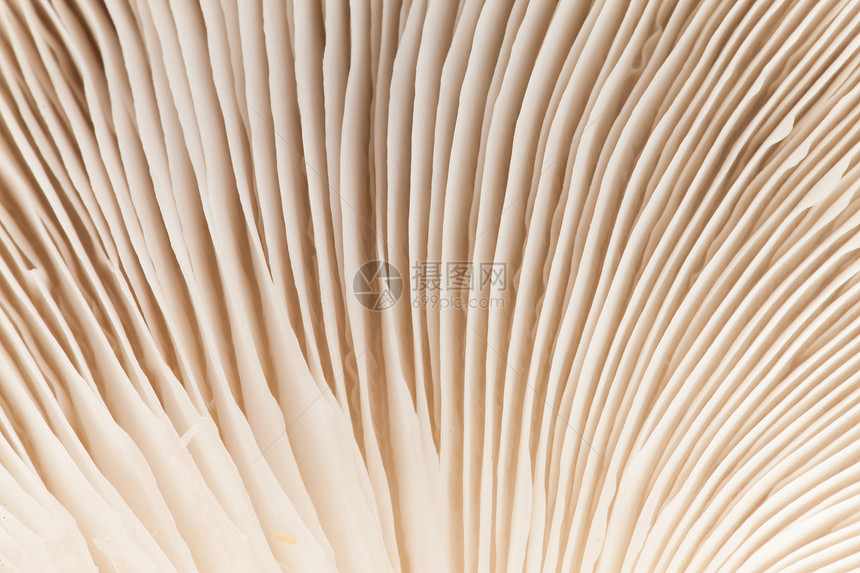关上蘑菇棕色农业生物营养师饮食餐厅白色杂货店美食木头图片
