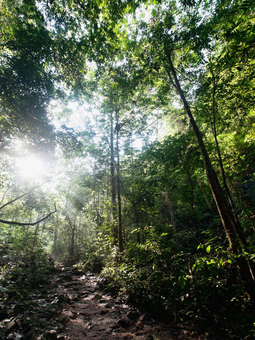 热带热带森林环境叶子树叶绿色土壤分支机构树木植物群闲暇踪迹图片