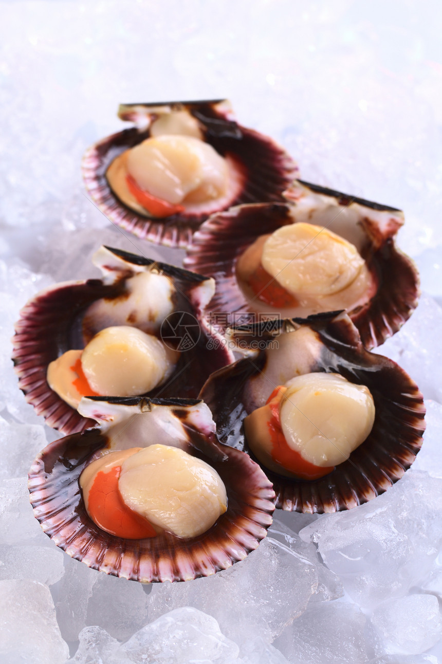 Raw Queen 冰上的扇贝食物海洋美味贝类贝壳美食照片鱼子海鲜图片