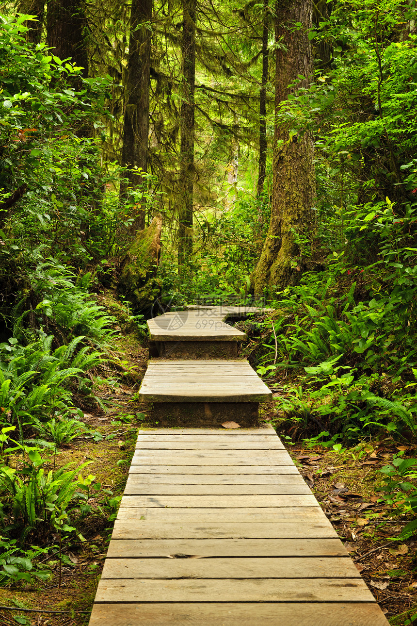 温带雨林路径途径小路远足公园森林娱乐环境树木风景人行道图片