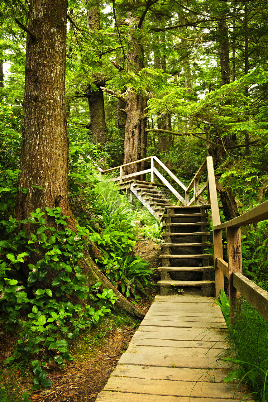 温带雨林路径途径楼梯树木保护针叶针叶树环境铁杉荒野风景图片