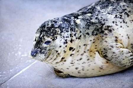 港湾海豹动物胡须地面斑点港口说谎动物园水族馆脚蹼海洋背景图片