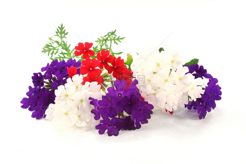 韦尔贝纳语Name紫色花坛快乐白色阳台红色植物宏观图片