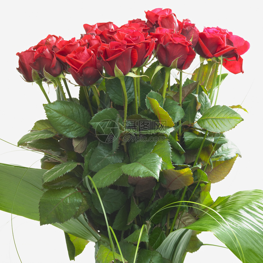 一堆红玫瑰香气植被植物花朵香味香水命名日鲜花花束植物学图片