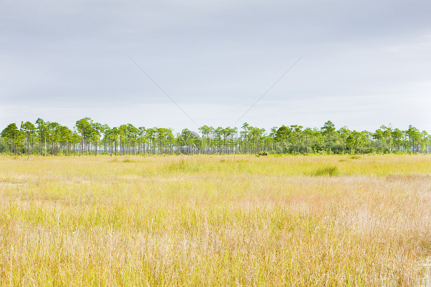 Everglades国家公园 美国佛罗里达州世界树木风景旅行沼泽沼泽地外观自然保护区植物植被图片