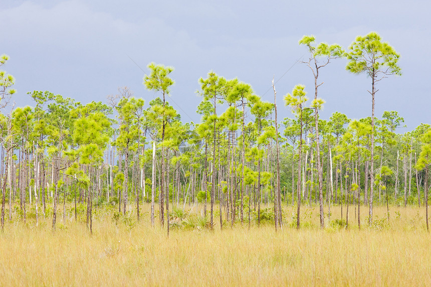 Everglades国家公园 美国佛罗里达州树木世界沼泽植被自然保护区外观旅行沼泽地植物植物群图片