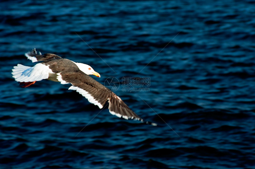 海鸥海洋大海海湾野生动物翅膀白色波浪滑行图片