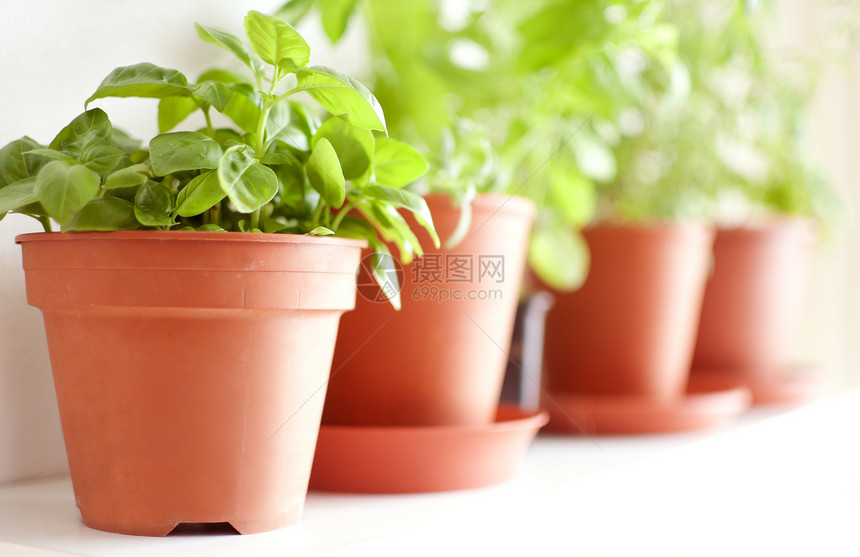 Pots 的草药厨房园艺食物迷迭香绿色架子花园芳香草本生长图片