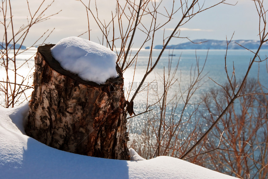 雪覆盖的根砍伐树干海岸线树木波浪大海海岸植物图片