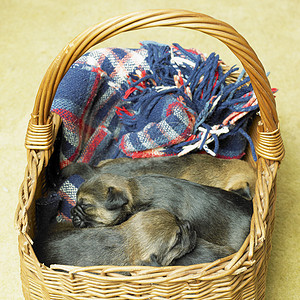 小狗边境边角动物品种犬种宠物篮子内饰睡眠猎犬动物群动物学背景图片