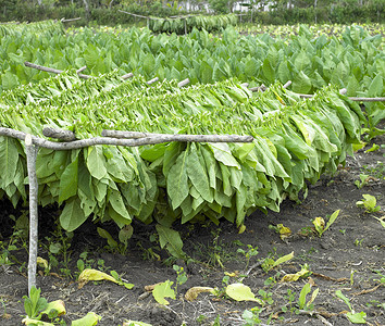 古巴省烟草收获世界收成农村种植园烟草业农作物外观农业绿色叶子背景图片