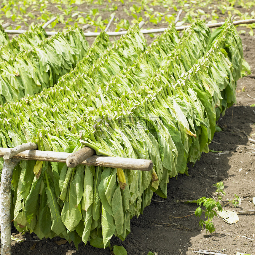 古巴省烟草收获位置叶子外观农作物植物场地收成绿色烟草业乡村图片