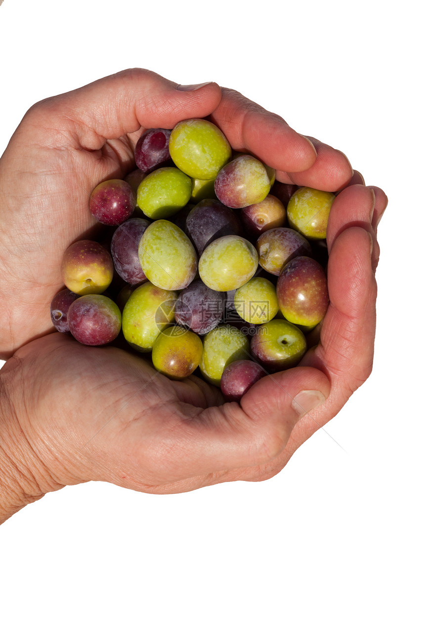 不少成熟的橄榄采摘农民水果杯状杯子收获食物收成农场工人图片
