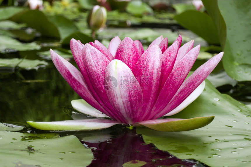 水百里花园植物花瓣公园热带水池叶子植物学反射异国图片