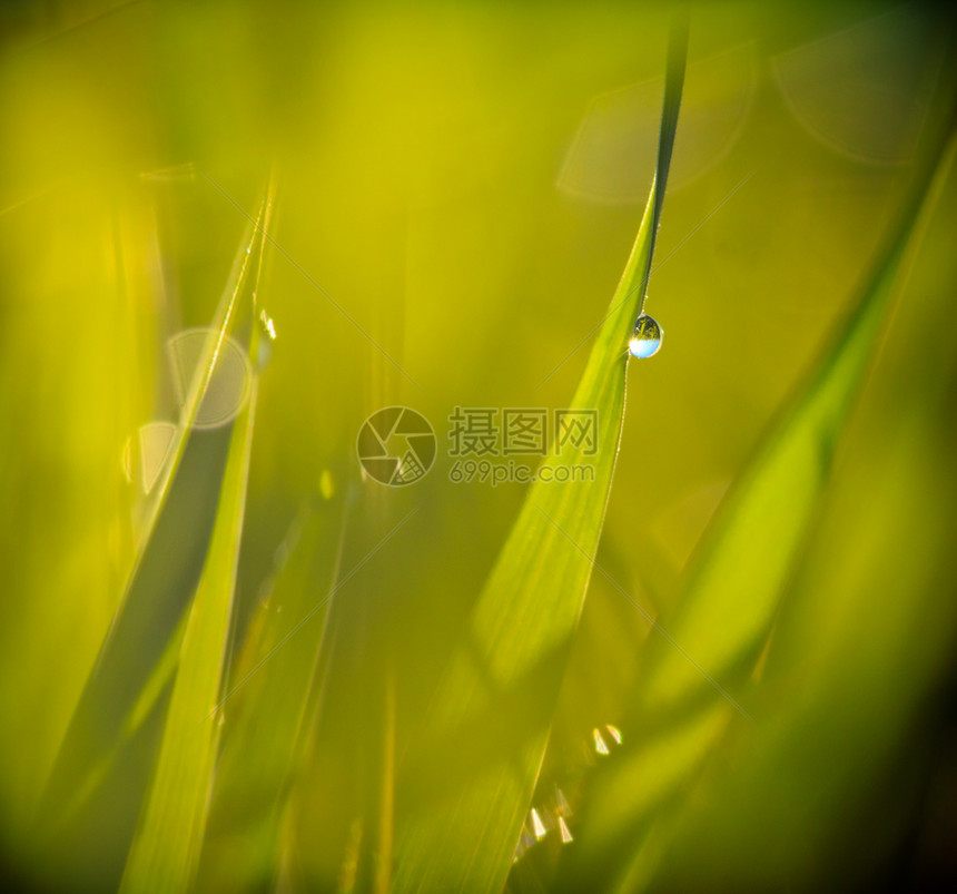 草地上滴水太阳园艺场地环境植物群黄色晴天植物阳光绿色图片