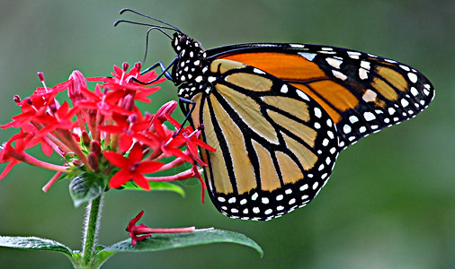 花朵蝴蝶橙背景图片