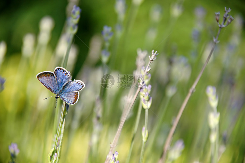蝴蝶和鲜花野生动物日光天线植物荒野休息草地翅膀昆虫宏观图片