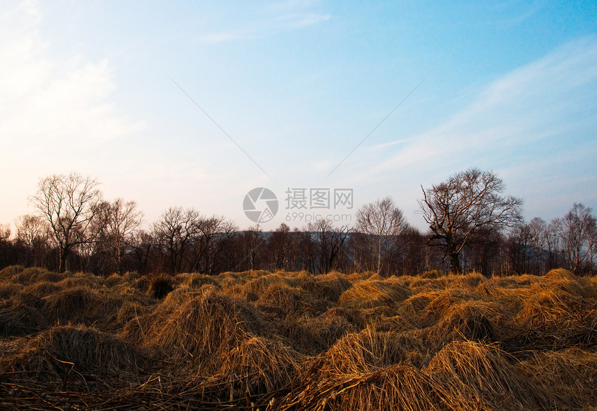 秋季风景场景植物群树叶车道橙子生态公园孤独生长植物图片