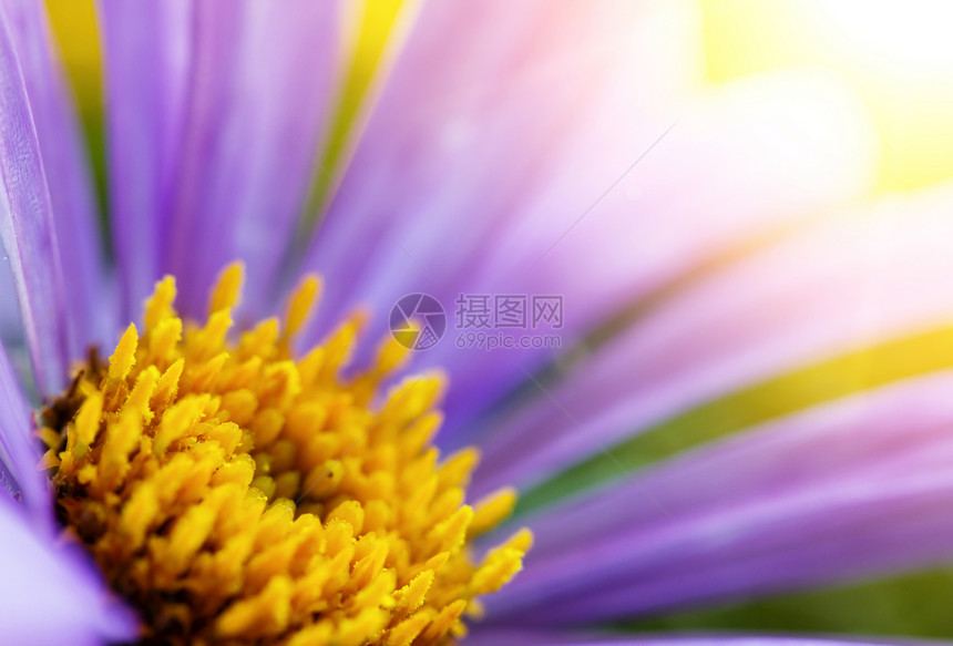 黛西植物群蓝色管子花瓣季节性植物学太阳黄色绿色植物图片