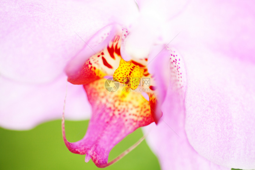 兰花自然界植物学香味宏观图片