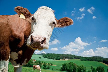 牛看镜头农业西门勒高清图片
