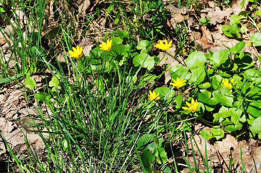 青草和干叶间新的黄花朵图片