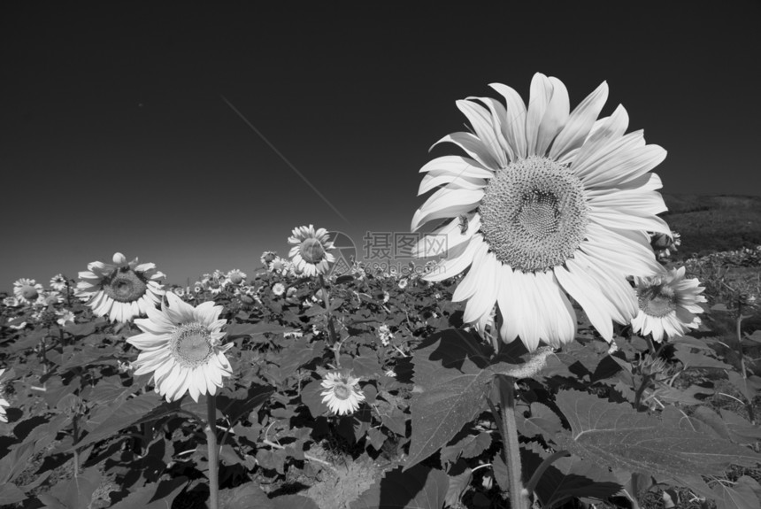 托斯卡纳的向日葵花草地场地生长地球花瓣农场植物天空国家种子向日葵图片