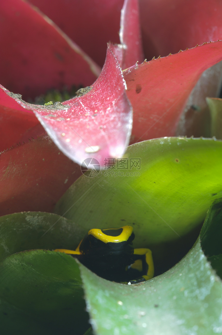 黑色和黄黑有毒青蛙黄色红色绿色森林白斑病植物热带图片