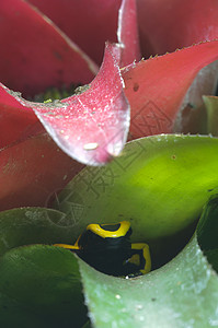 黑色和黄黑有毒青蛙黄色红色绿色森林白斑病植物热带背景图片